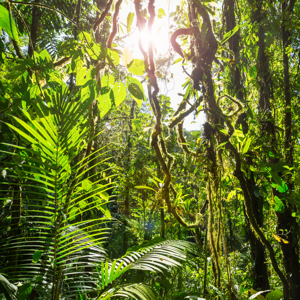 Jungle scene